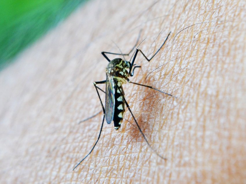 Enfermedades que transmiten los mosquitos: Fumigación y Prevención