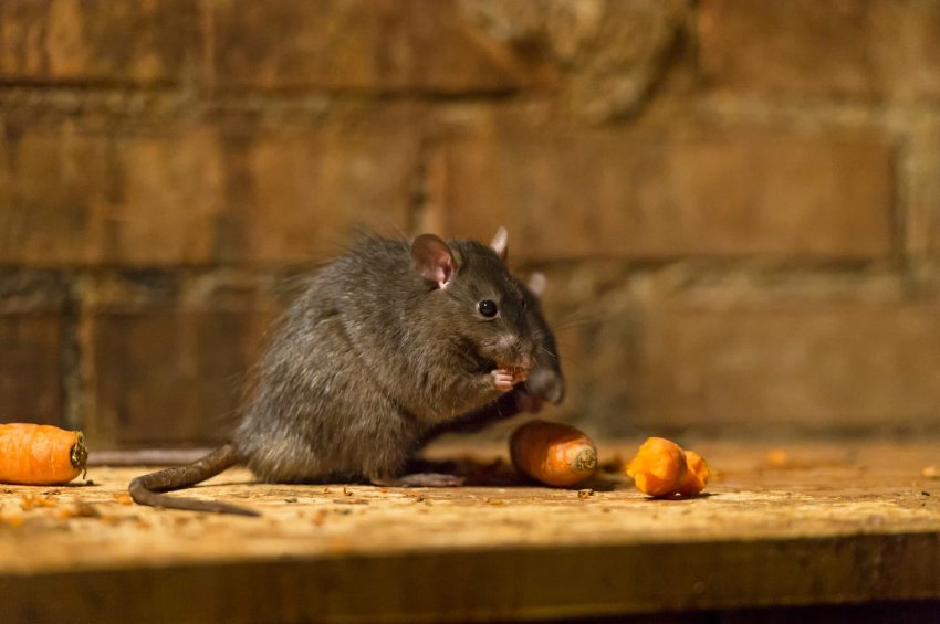 diferencia entre rata y ratón