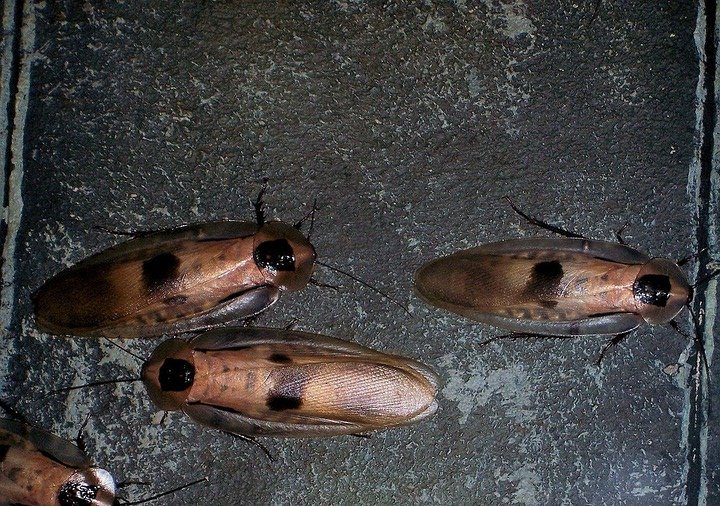 Eliminar plaga de cucarachas voladoras