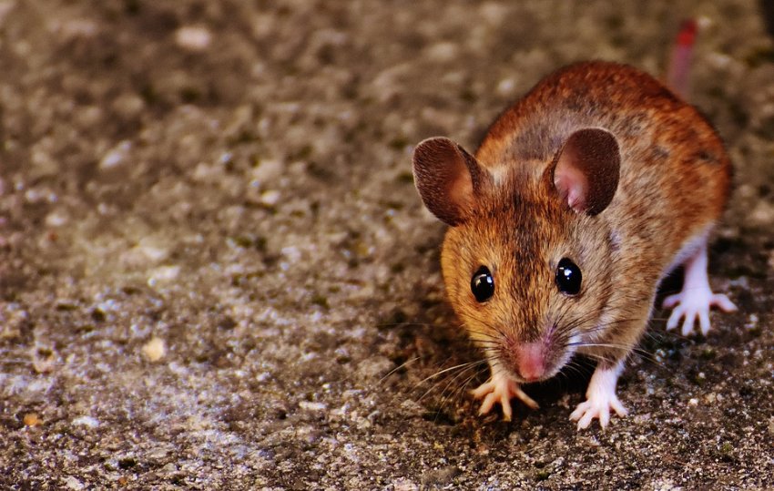 productos para eliminar roedores (Ratas, ratones...)