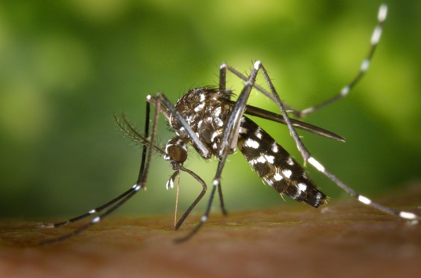 Tipos y clases de especies de mosquitos en España
