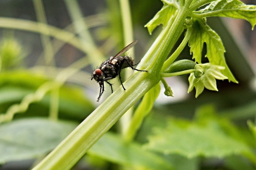 tipos de plagas de insectos mosca común