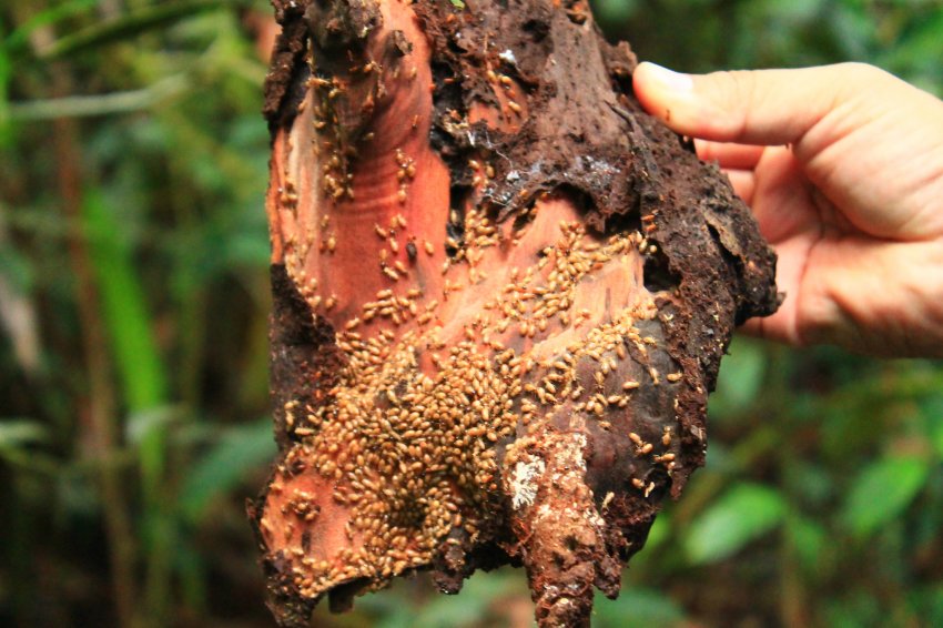 tratamiento de plagas de insectos madera